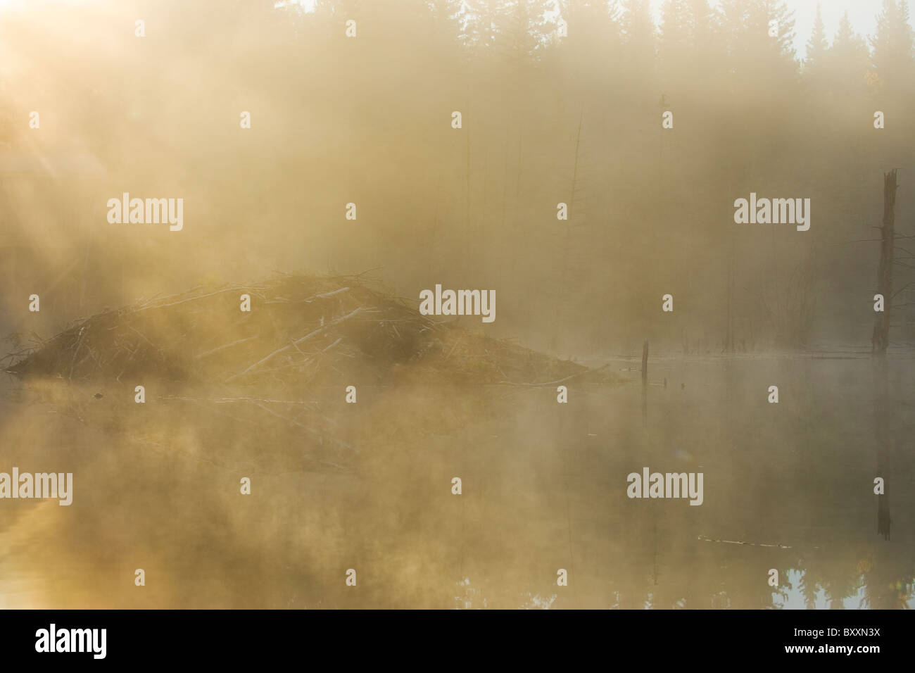 Die Beaver Lodge in einem ruhigen Biber Teich bei Sonnenaufgang Stockfoto