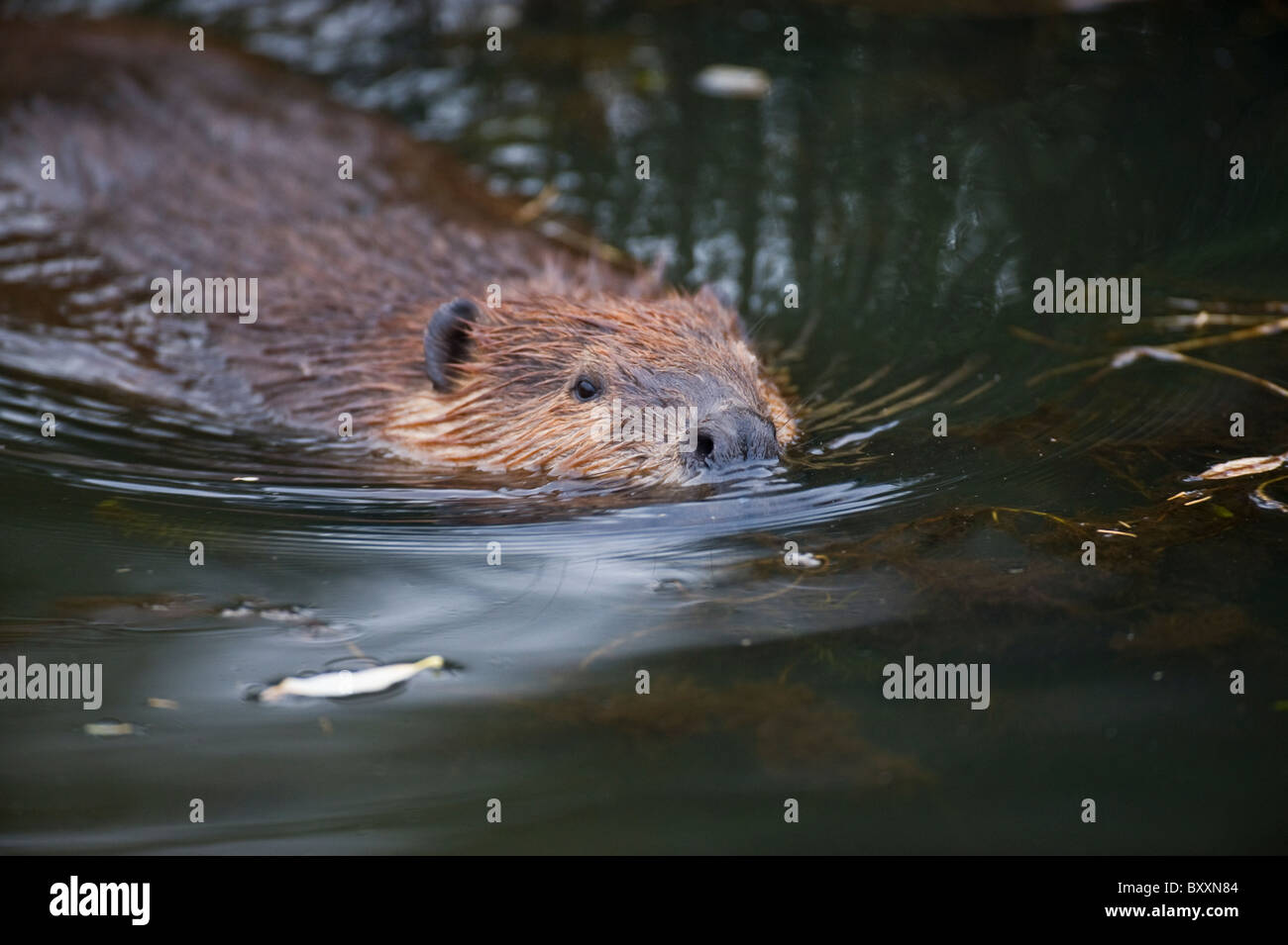 Ein Biber in einer dunklen Lache des Wassers schwimmen. Stockfoto