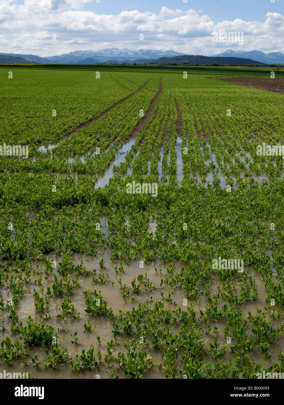 Riesiges grünes Feld mit Wasser, das sich unter klarem Himmel und fernen Bergen im Hintergrund sammelt Stockfoto