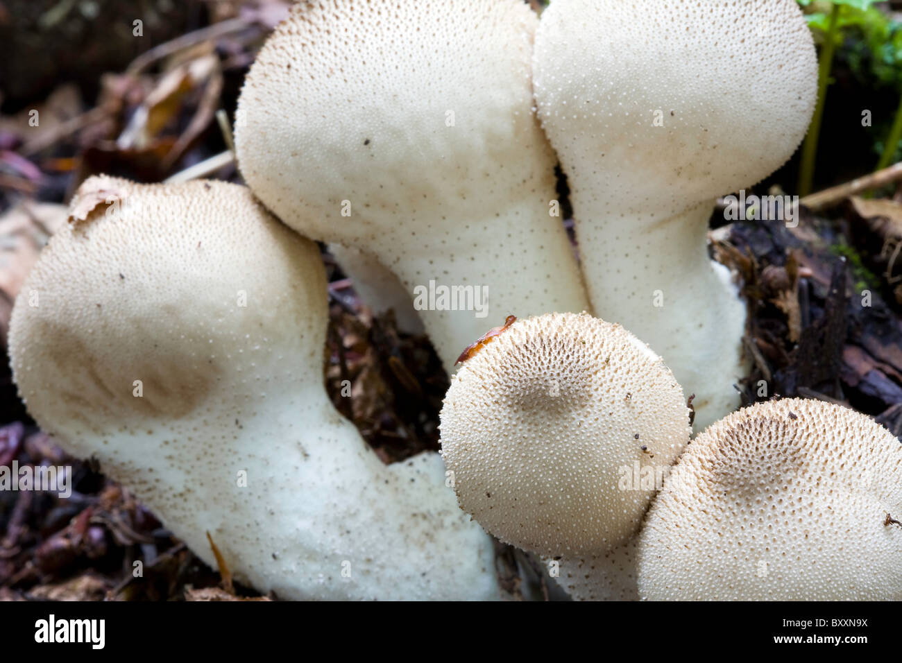 Tumbling Puffball (Bovista Plumbea) ein Speisepilz im Oregon Wald wild wächst. USA Stockfoto