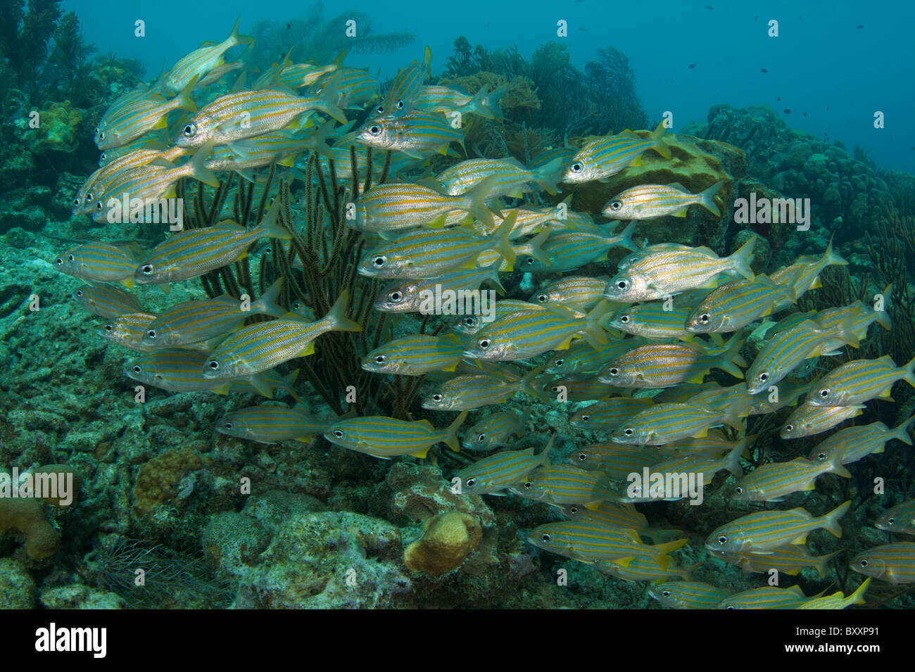 Coral Reef Bonaire Niederländische Karibik Niederländische Antillen Stockfoto