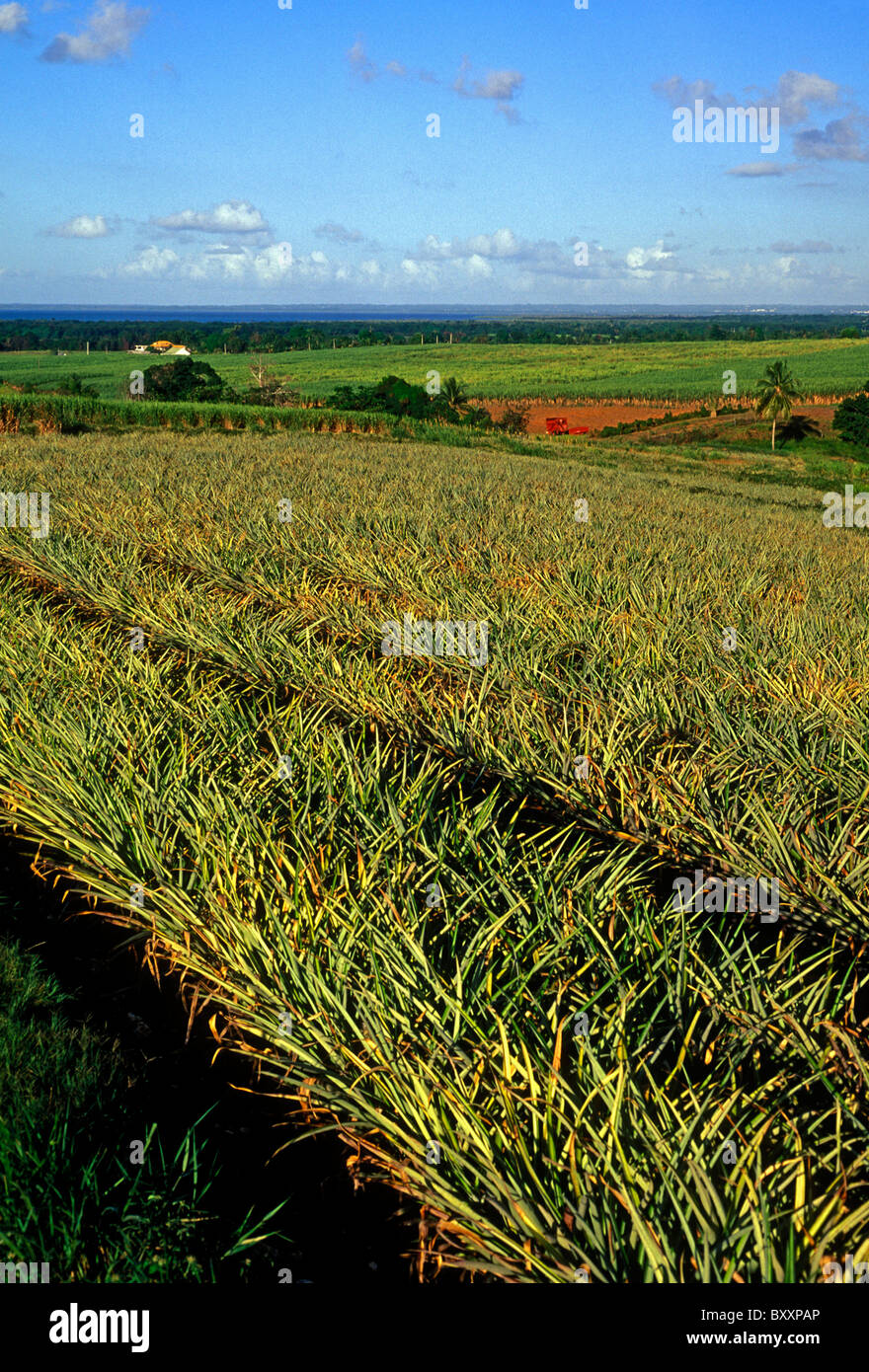 Ananas, Ananas-Plantage, Stadt von Sainte-Rose, Sainte-Rose, Basse-Terre, Guadeloupe, Französisch-Westindien Stockfoto