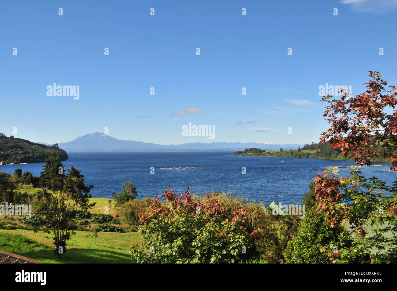 Blau Blick auf Volcan Calbuco, aus einem Garten Hang mit einem rot-Ahorn-Busch, über eine Bucht mit Lachs Käfige, See Llanquihue, Chile Stockfoto