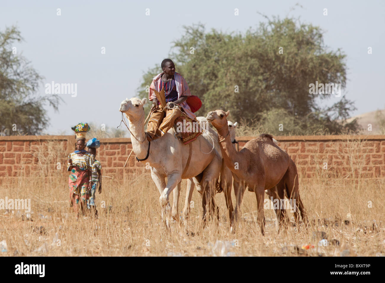 Ein Touareg-Mann bringt Kamele auf dem Wochenmarkt in der Stadt Djibo im nördlichen Burkina Faso in Vieh zu verkaufen. Stockfoto