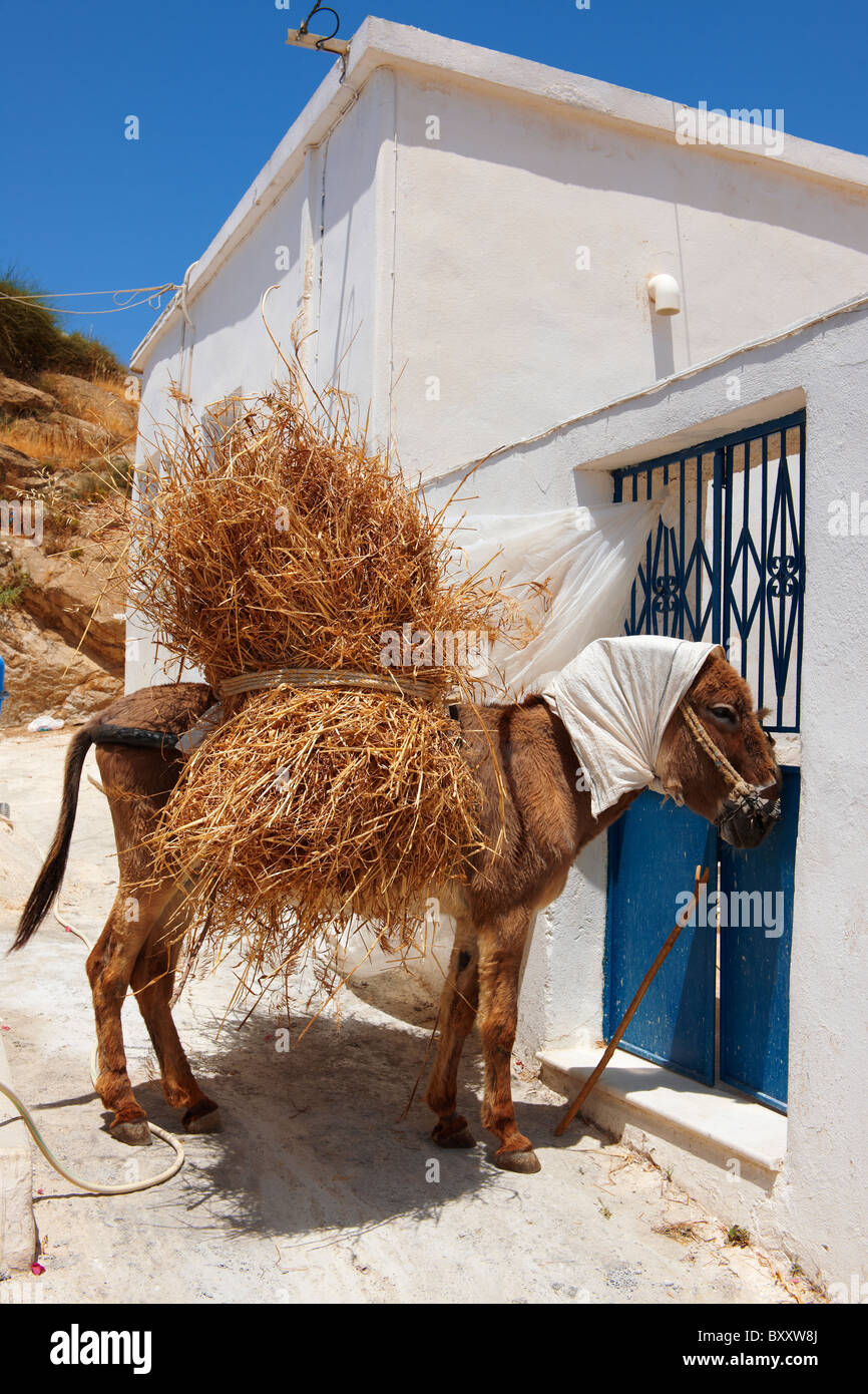 Esel, beladen mit Heu schlafen in der Mitte Tag Sonne. Naxos, griechischen Kykladen-Inseln Stockfoto