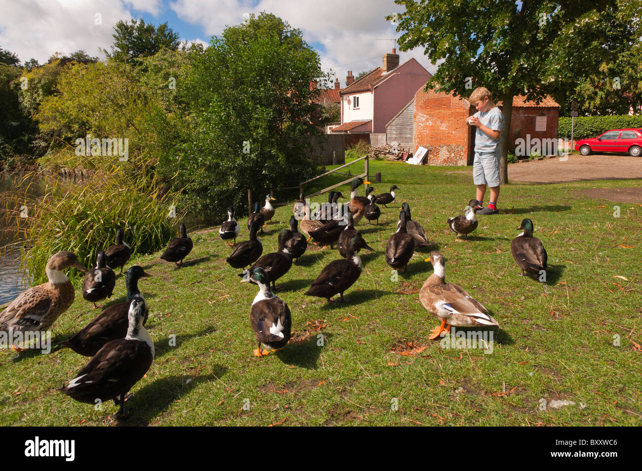 Ein MODEL Release Bild eines siebenjährigen Jungen füttern die Enten im Vereinigten Königreich Stockfoto