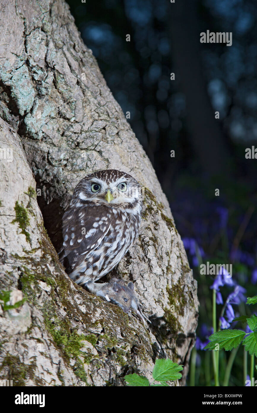 Steinkauz (Athene Noctua) am Brutplatz in Bluebell Holz mit Beute Stockfoto