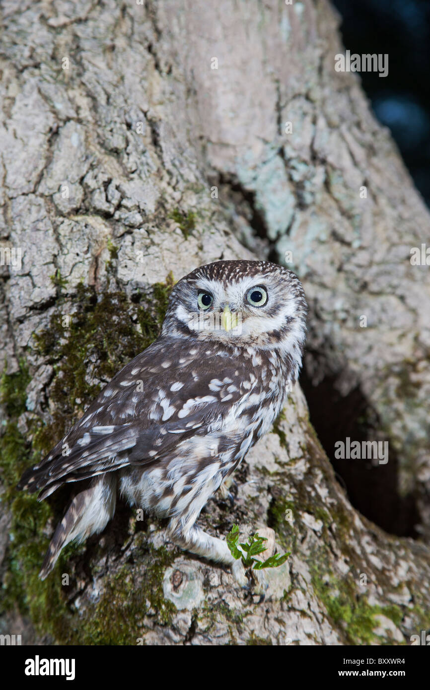 Steinkauz (Athene Noctua) am Brutplatz in Baumstumpf Stockfoto