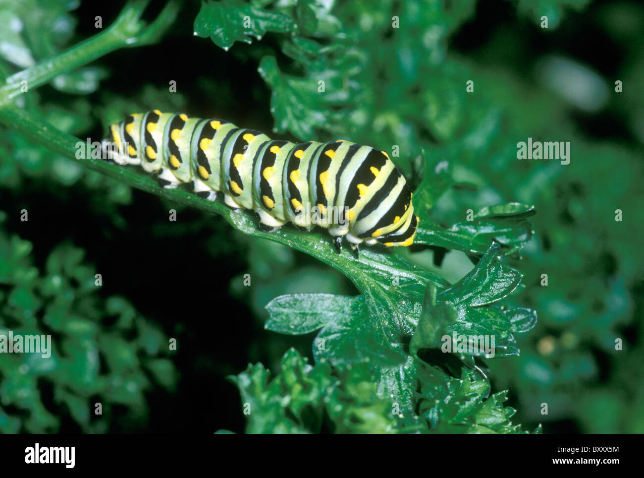 Raupe des östlichen schwarzen Schwalbenschwanz Schmetterling, Essen frischen grüne Petersilie, Stockfoto