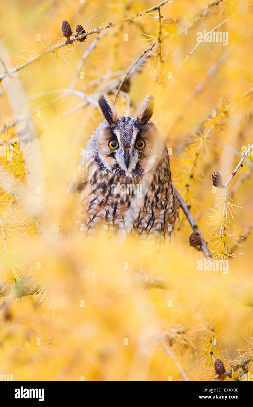 Lange Eared Owl (Asio Otus) in Lärche Baum im Herbst Stockfoto