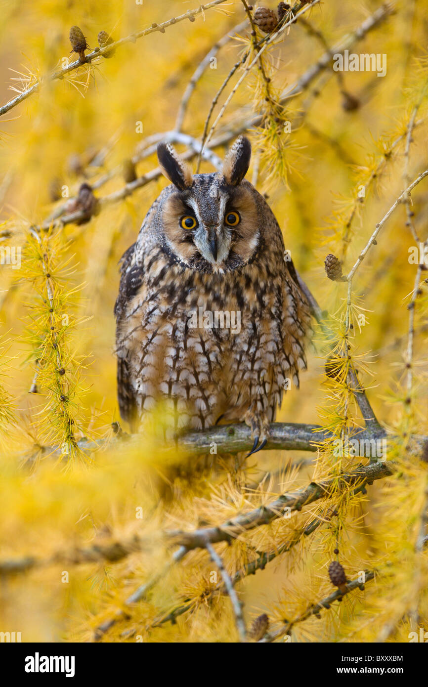 Lange Eared Owl (Asio Otus) in Lärche Baum im Herbst Stockfoto