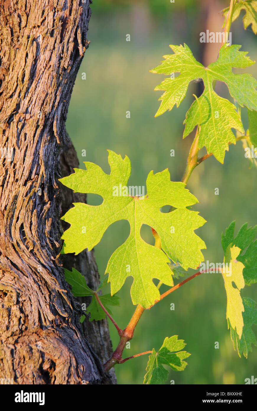 Weinlaub Im Fruehling - Weinblätter im Frühjahr 03 Stockfoto