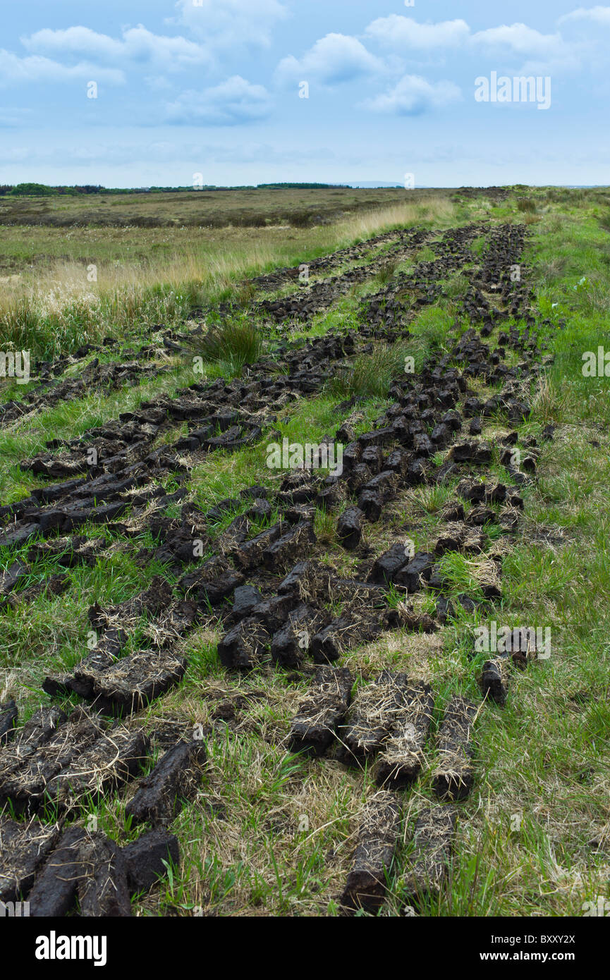 Rasen im Mountrivers Moor, County Clare, westlich von Irland zum Trocknen Stockfoto