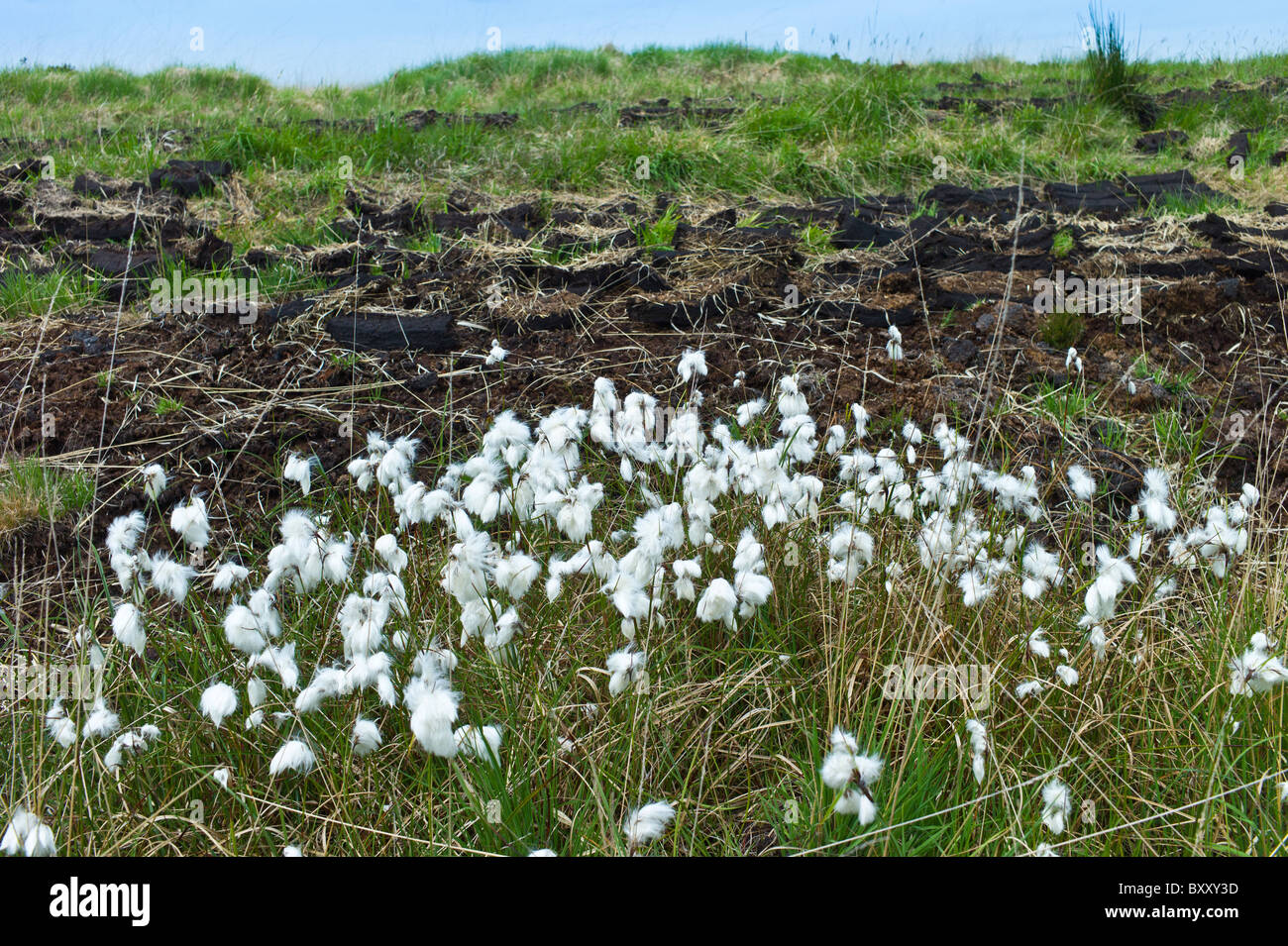 Baumwolle, Wollgras Eriophorum Angustifolium, Moor und Torf im Mountrivers Moor, County Clare, westlich von Irland Stockfoto