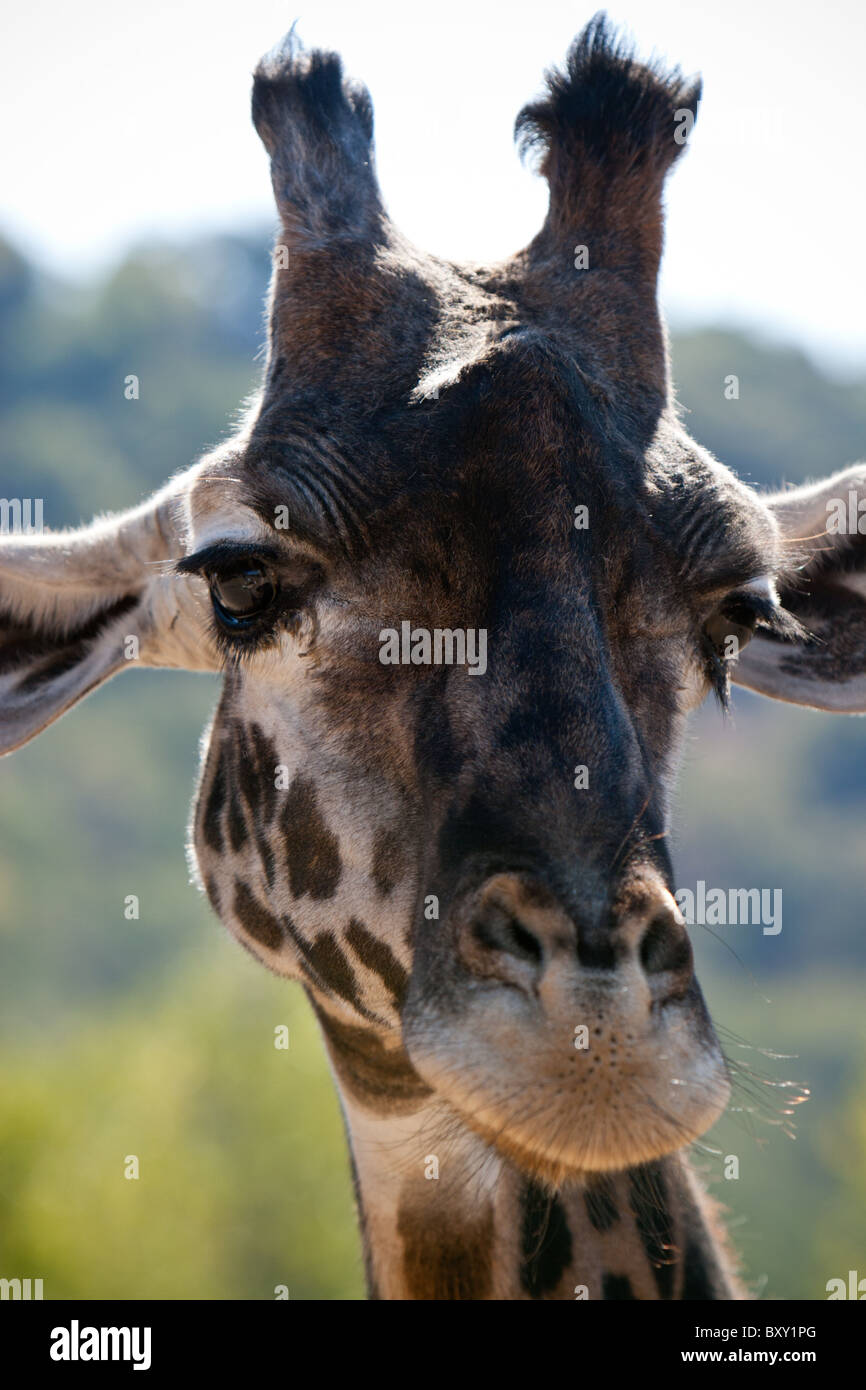 Eine Giraffe (Giraffa Plancius) schaut direkt in die Kamera. Stockfoto