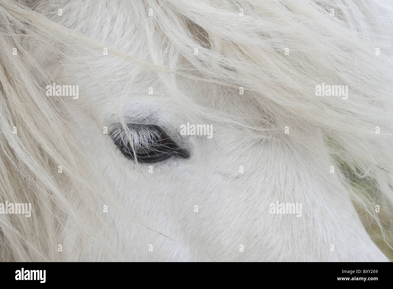 Weißes Pony Nahaufnahme Stockfoto