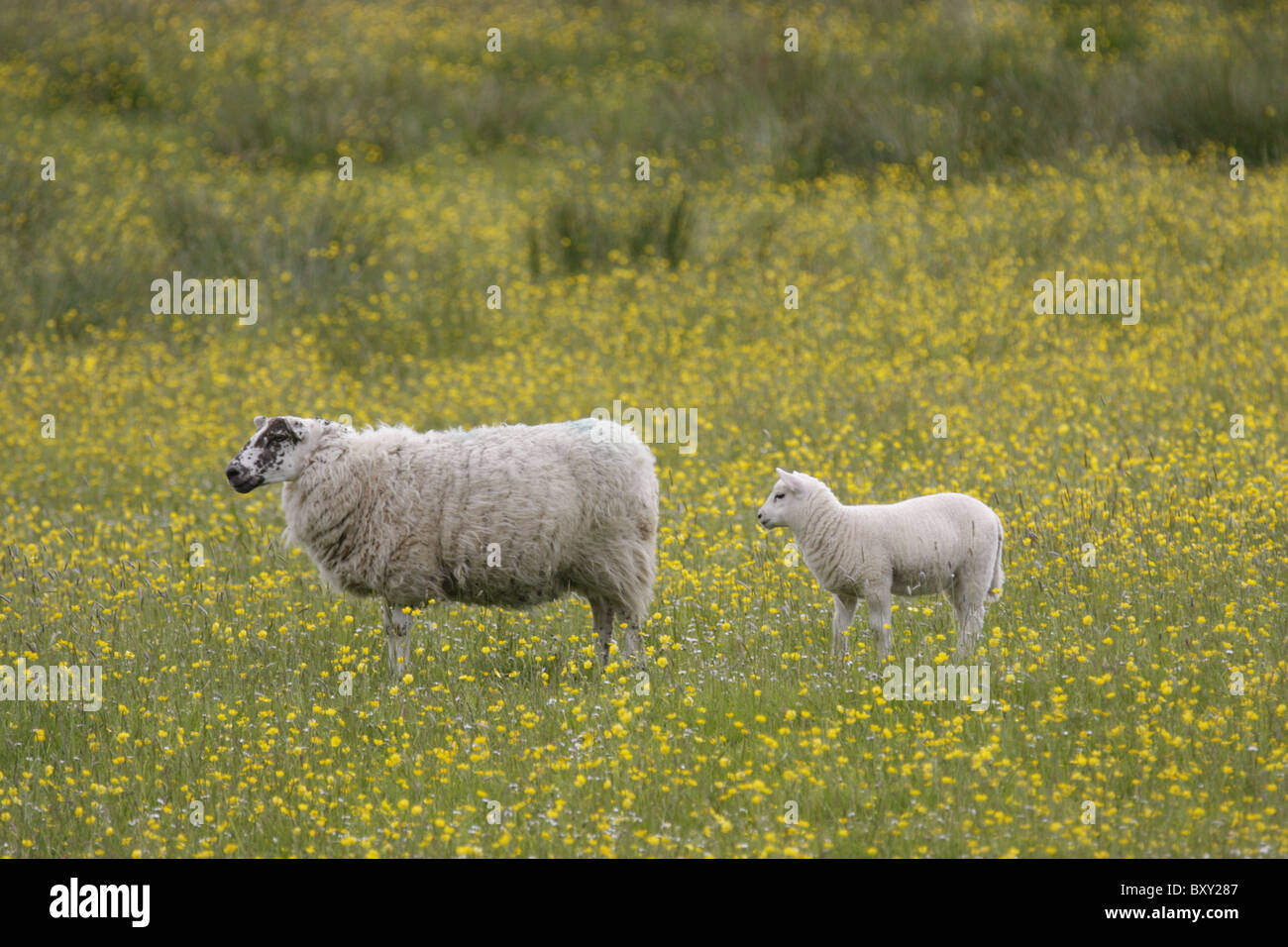 Schaf und Lamm in einem Feld von Butterblumen, Insel Mull, Schottland, UK Stockfoto