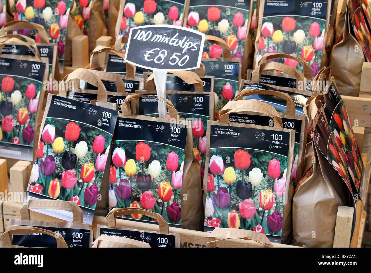 Tulpenzwiebeln für Verkauf in den Bloemenmarkt, Blumenmarkt in Amsterdam, Holland Stockfoto