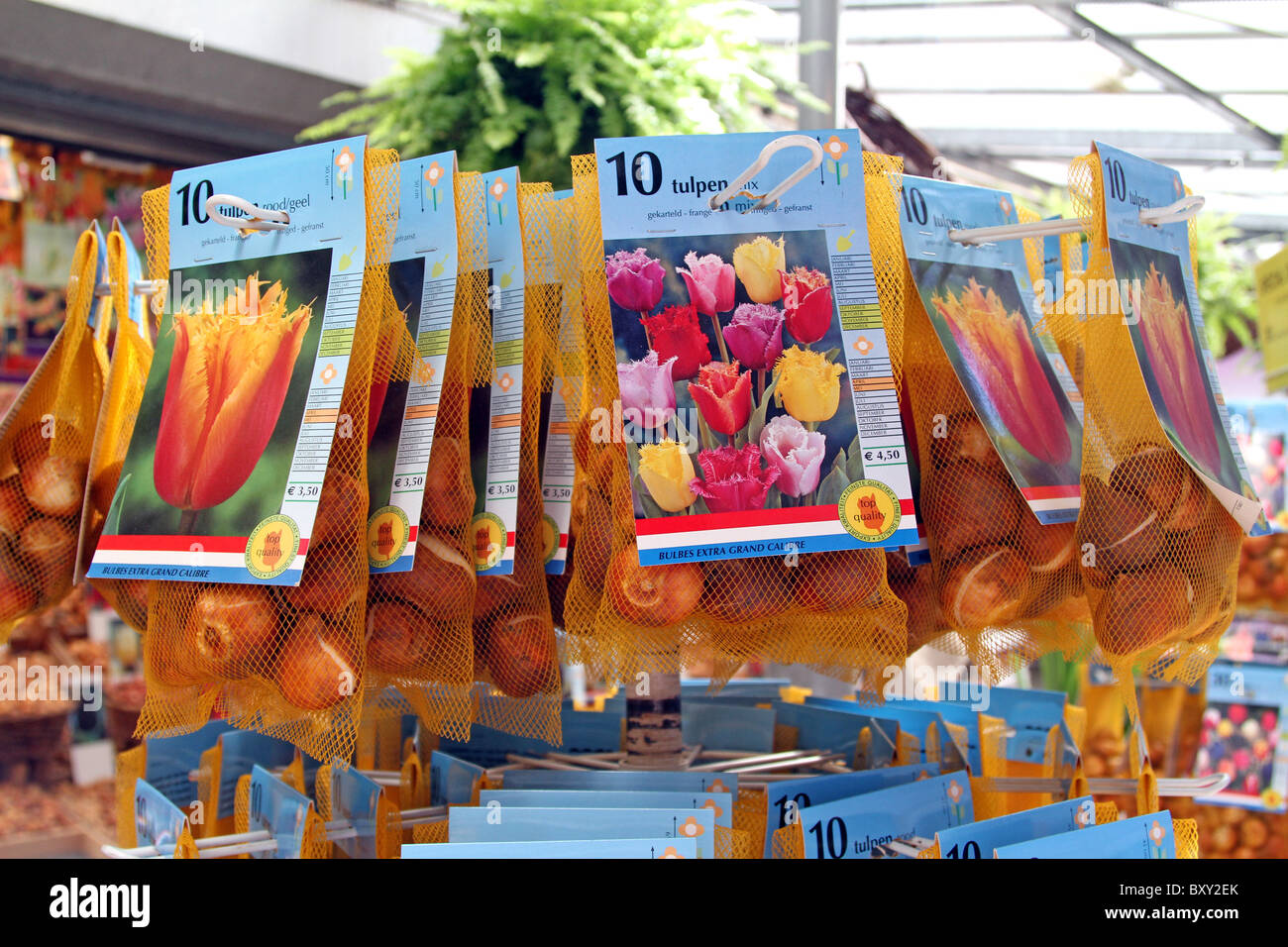 Tulpenzwiebeln für Verkauf in den Bloemenmarkt, Blumenmarkt in Amsterdam, Holland Stockfoto