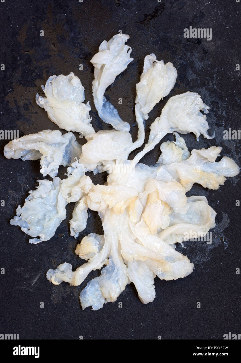 Quallen wie in asiatischen Supermarkt verkauft. Stockfoto