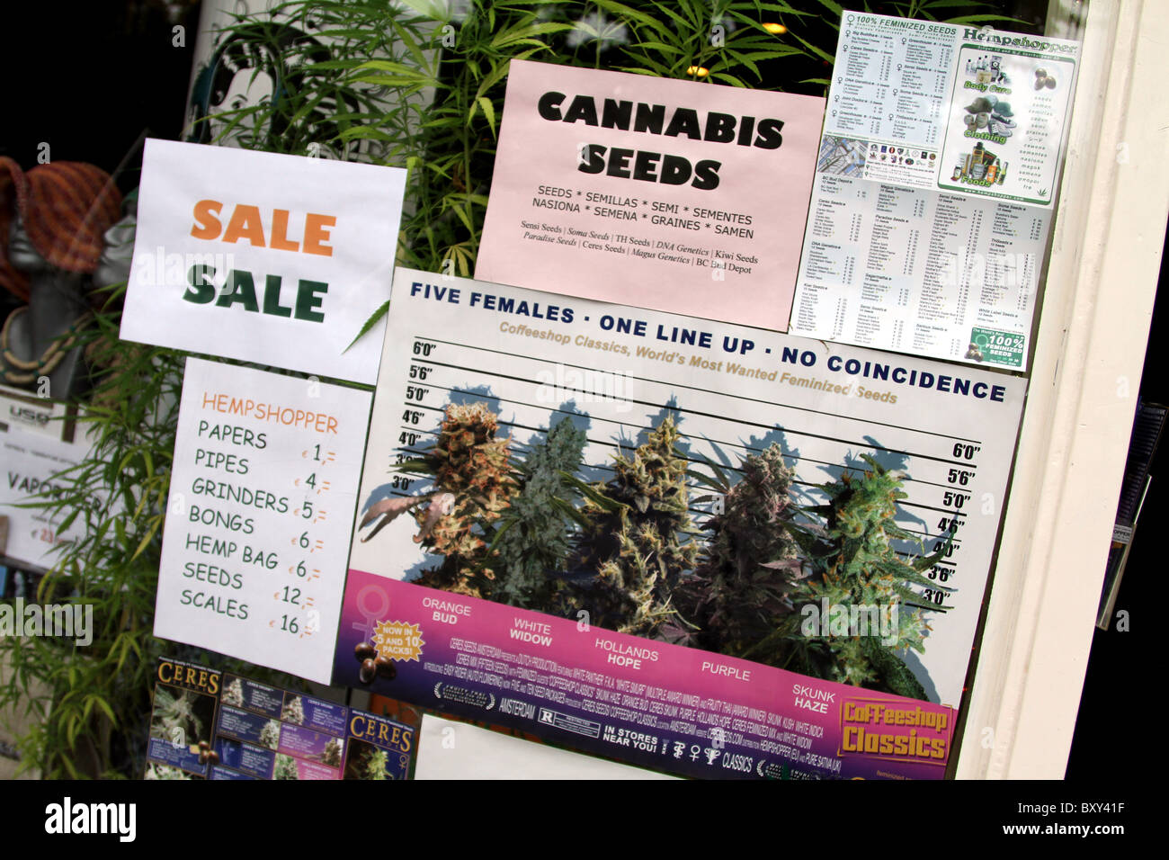 Cannabis-Samen zum Verkauf an die Hempshop Medikamente shop Amsterdam, Holland Stockfoto