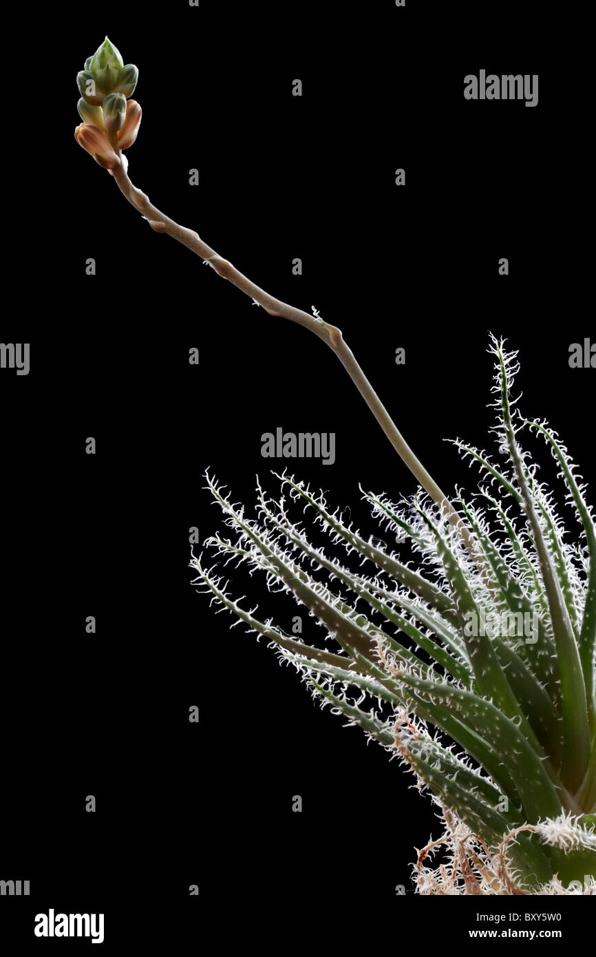 Knospen und Blüten der Haworthia sp. Stockfoto