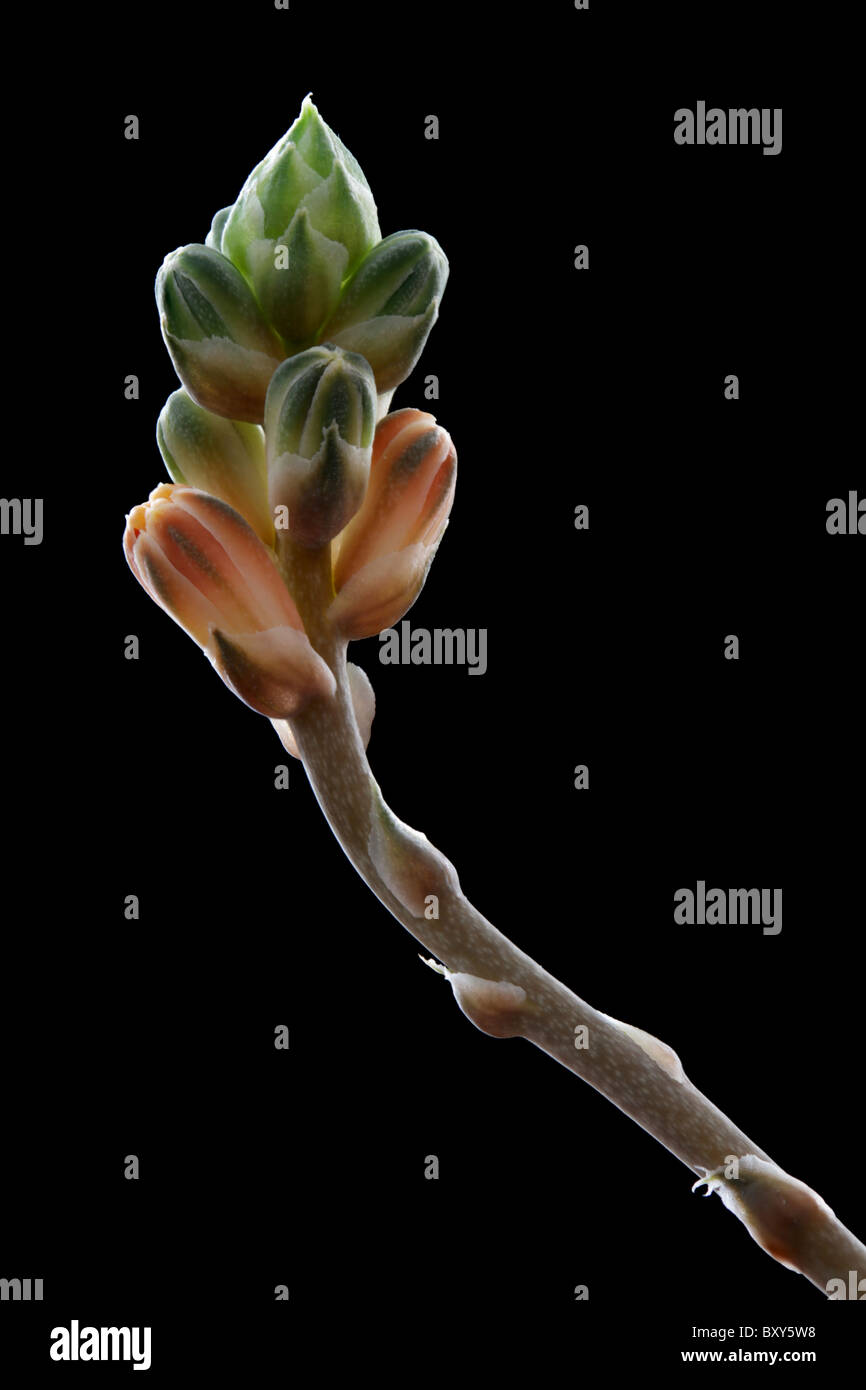 Knospen und Blüten der Haworthia sp. Stockfoto