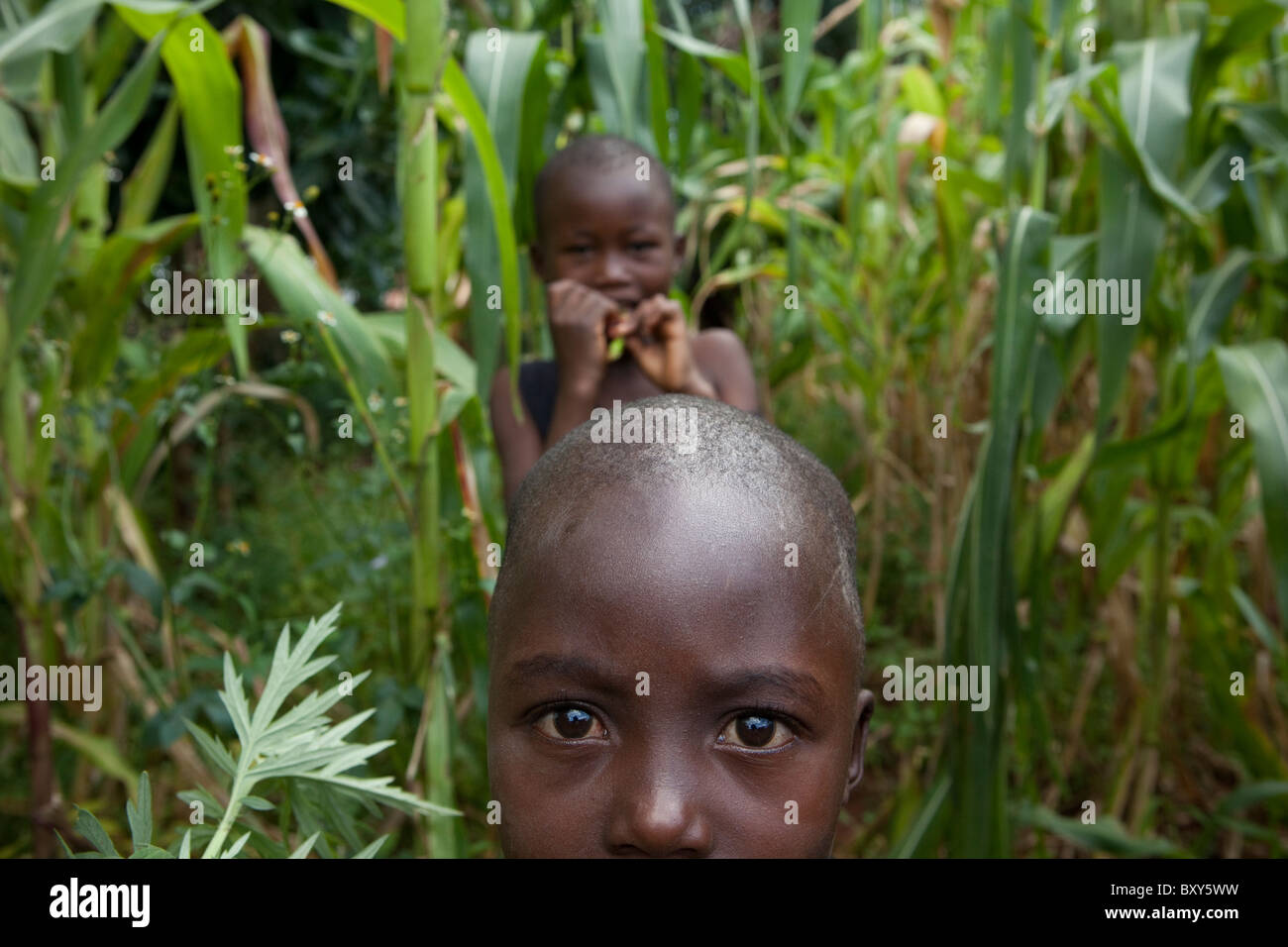 Kinder in einem Kornfeld in Webuye Bezirk, West-Kenia. Stockfoto