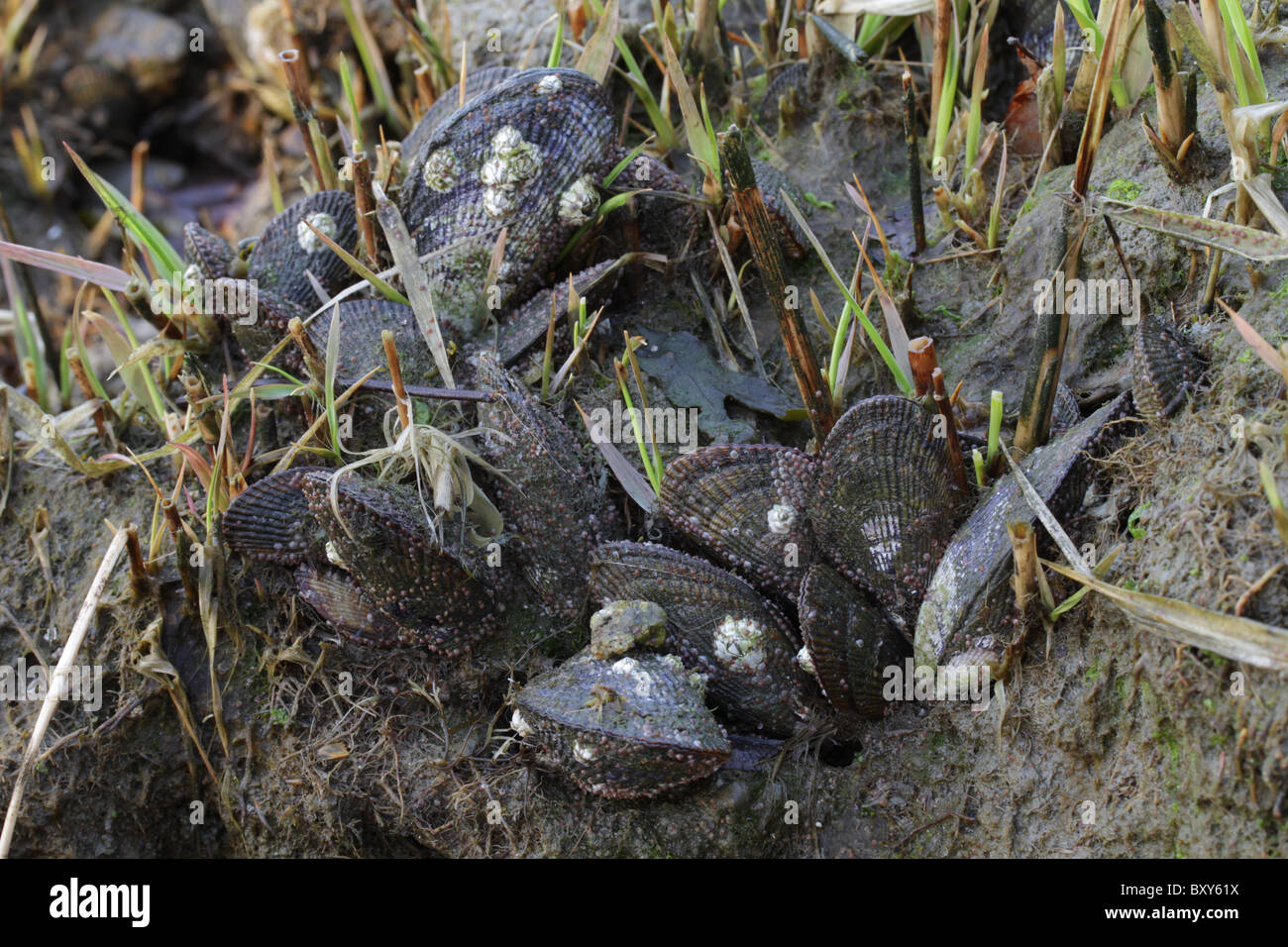Gerippt, Muscheln (Geukensia Demissa) mit jungen und Reifen Entenmuscheln (Semibalanus Balanoides) in einem Salz-Sumpf. Stockfoto