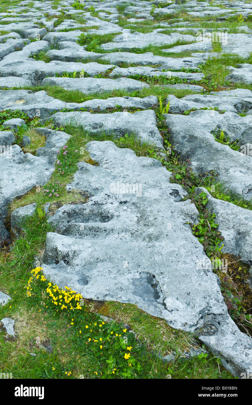 Wilden einheimischen Blume Flora und Kalkstein Pflaster vergletscherten Karstlandschaft in Burren, County Clare, Irland Stockfoto