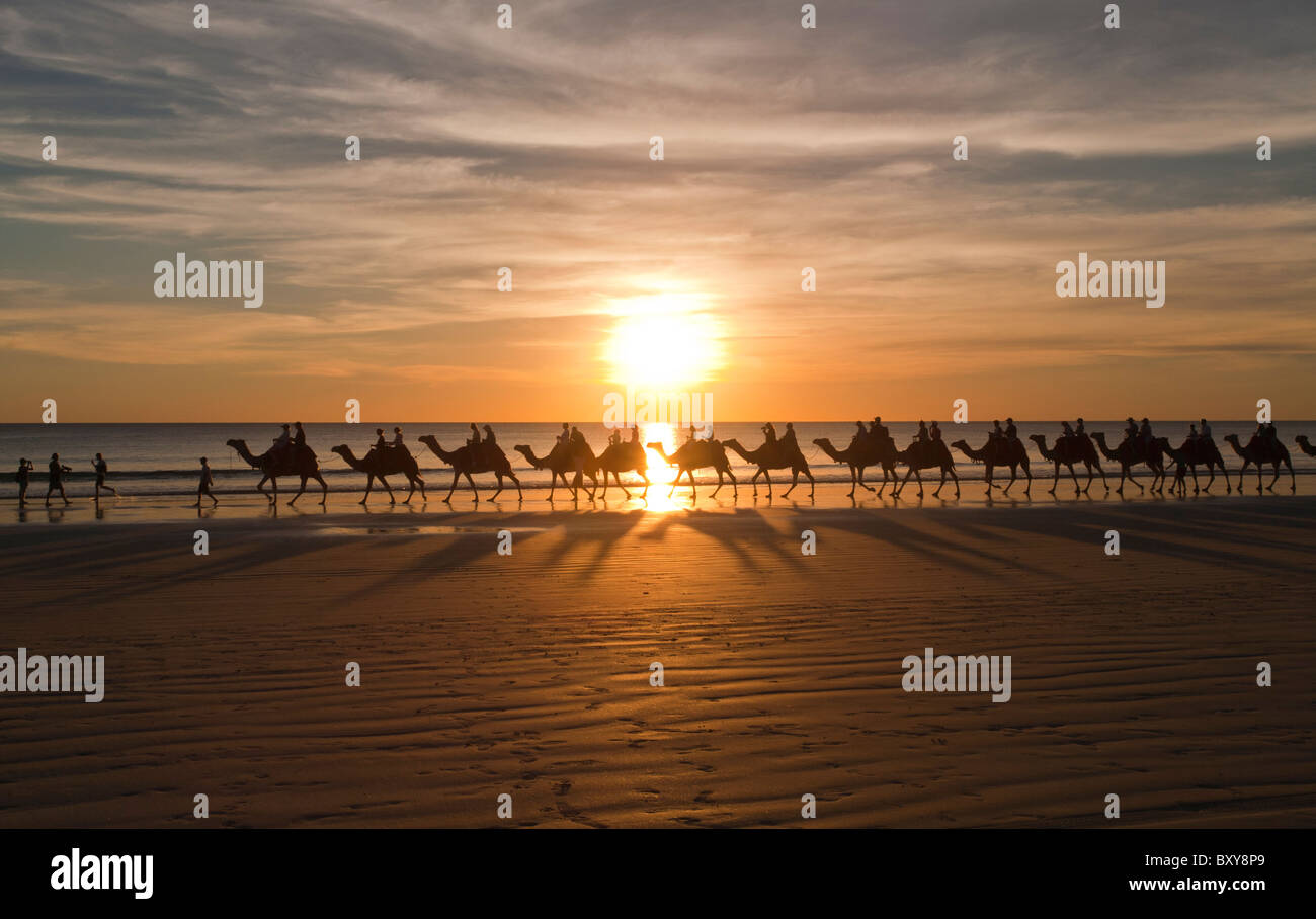 Kamel reitet bei Sonnenuntergang, Cable Beach, Broome, Kimberley, Western Australia Stockfoto