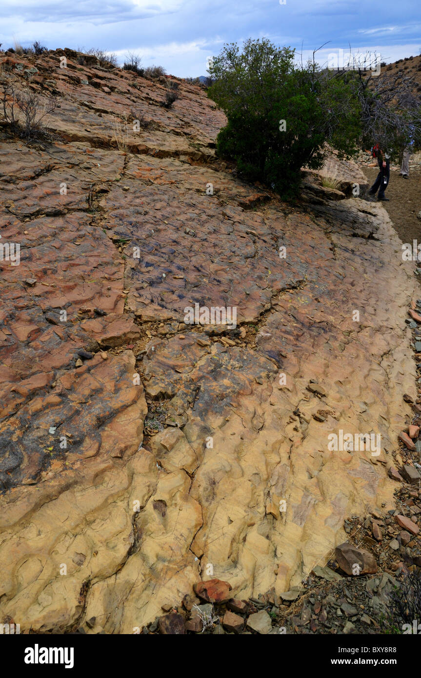 Welligkeit Markierungen auf Gesteinsoberfläche ausgesetzt. Karoo-Becken, Südafrika. Stockfoto