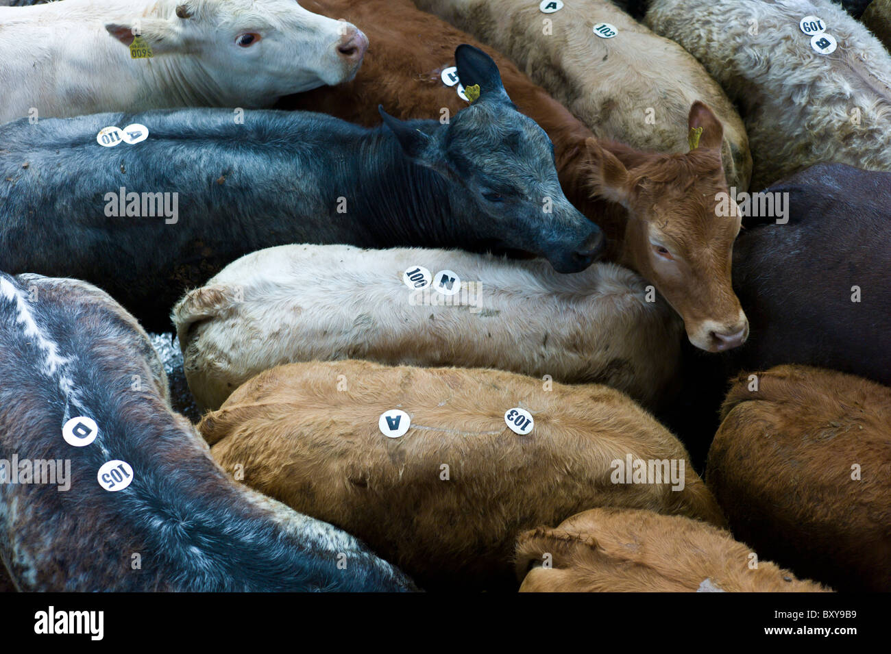 Junge Kälber eng zusammengepfercht in einem Kugelschreiber auf Viehversteigerung in Ennis, County Clare, Irland Stockfoto