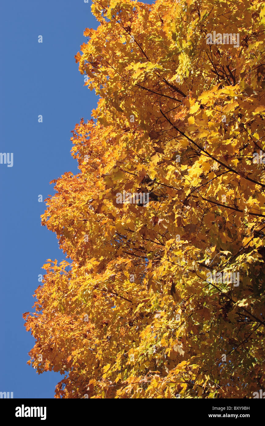 Acer Saccharum (Zucker-Ahorn) Baum im Herbst. Richmond, Virginia, USA Stockfoto