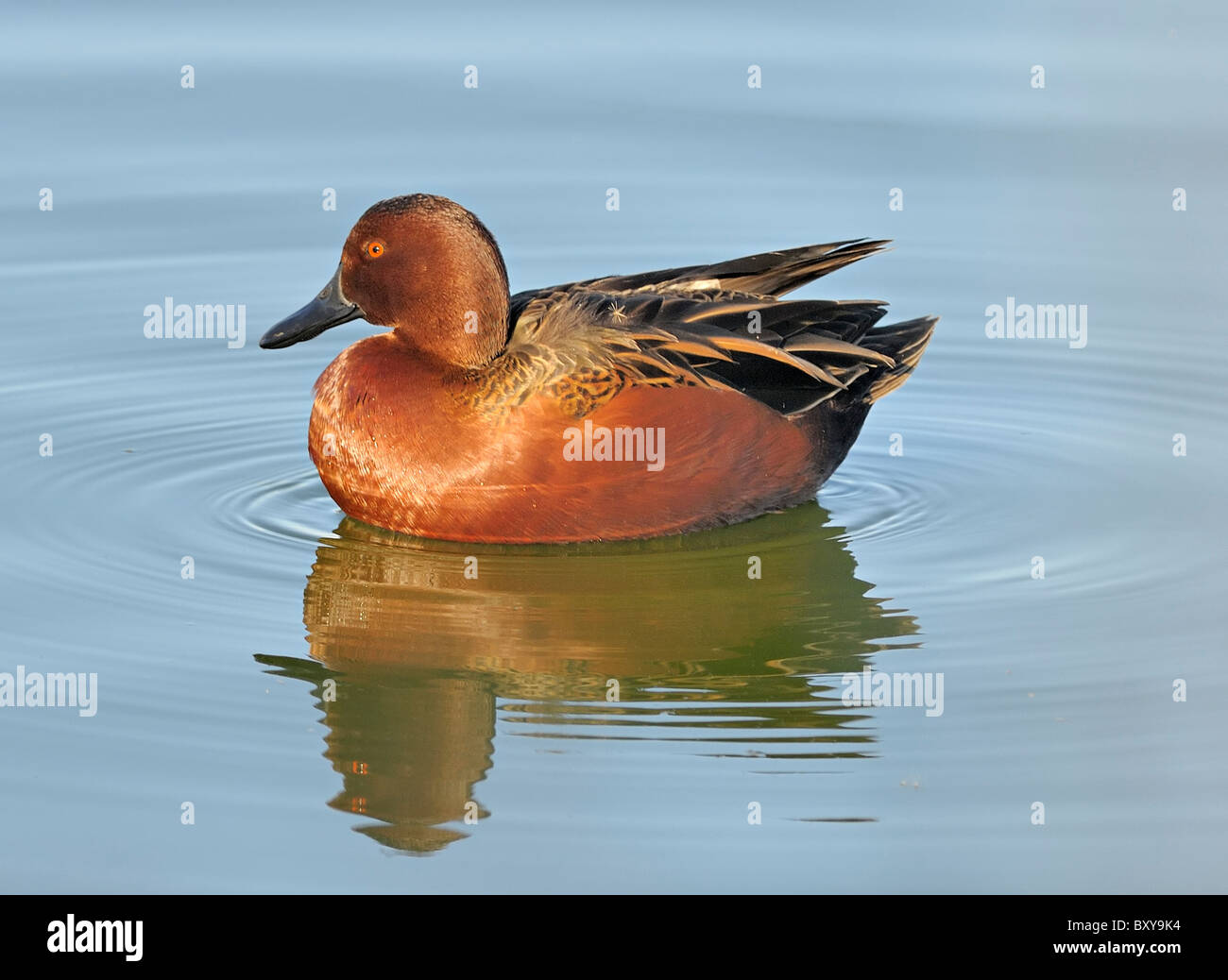 Zimt-Teal (Spatula cyanoptera), männlich, schwimmt auf ruhigem Wasser, zeigt lebhaftes Kastaniengefieder und oranges Auge in weichem natürlichem Licht. Stockfoto