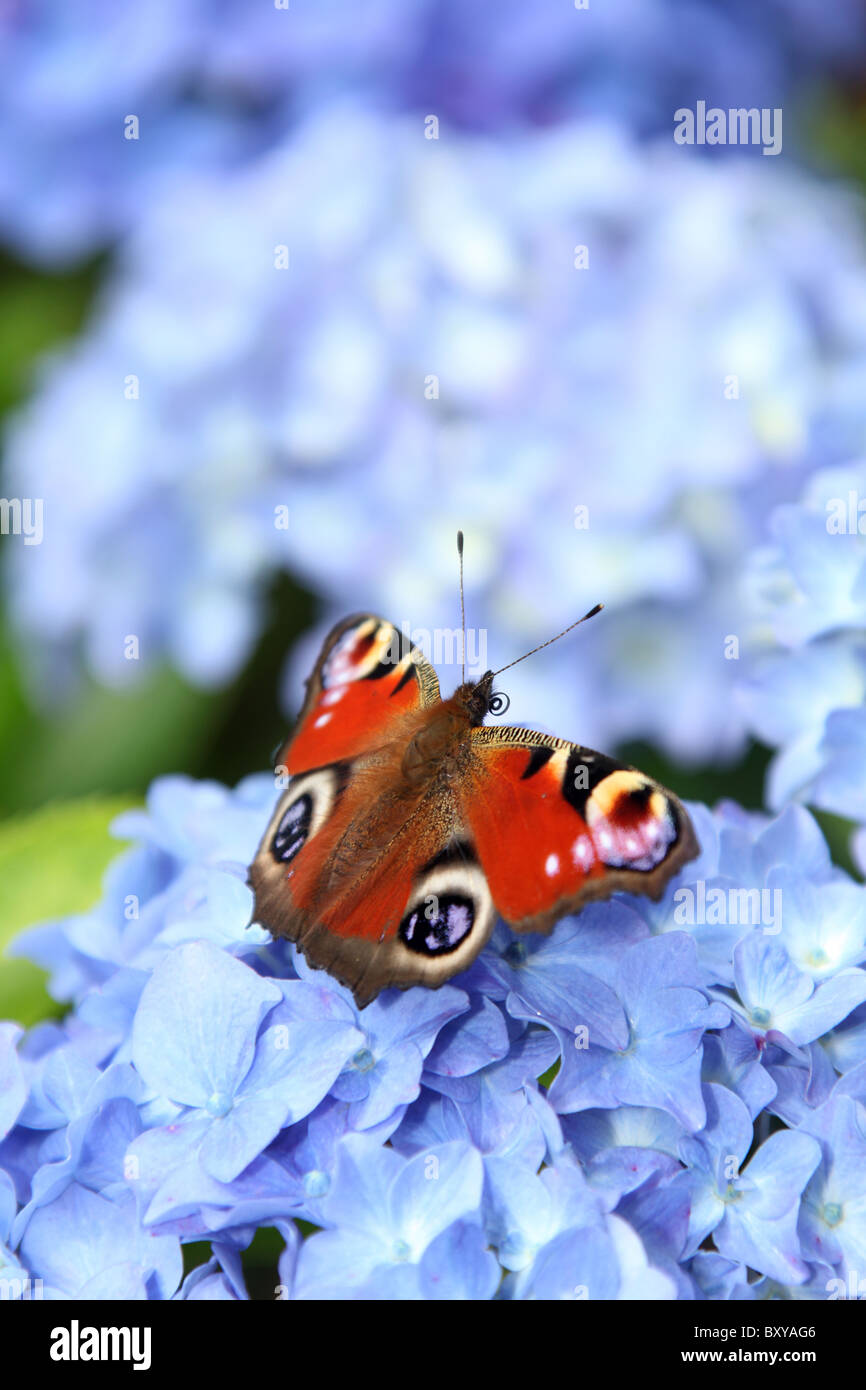 Mount Pleasant Gardens, England. Nahaufnahme Sommer von einem europäischen Tagpfauenauge Fütterung auf Blaue Hortensie. Stockfoto