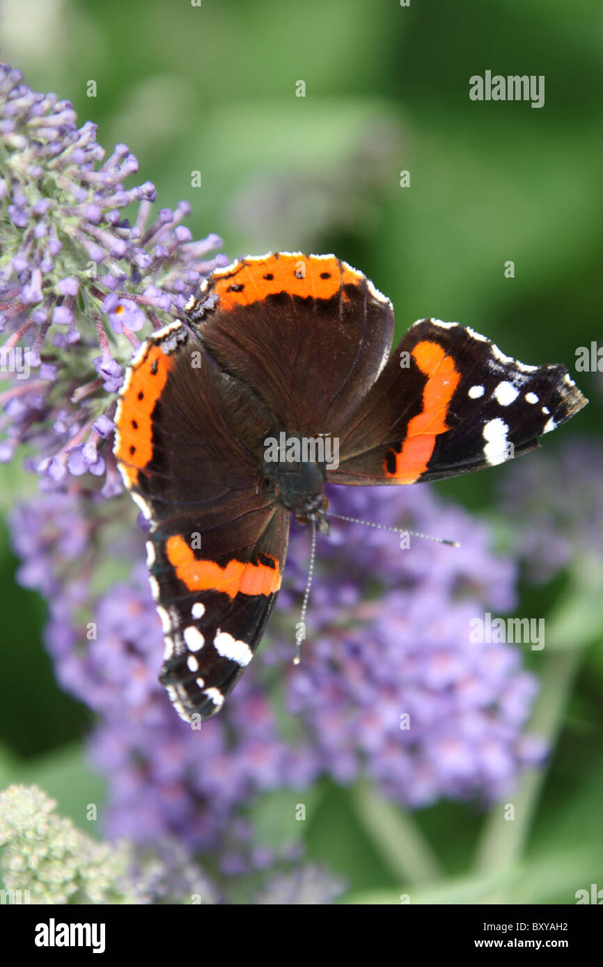 Ness Botanic Gardens, England. Sommer-Blick auf den Red Admiral Schmetterling im Ness Botanic Garden. Stockfoto