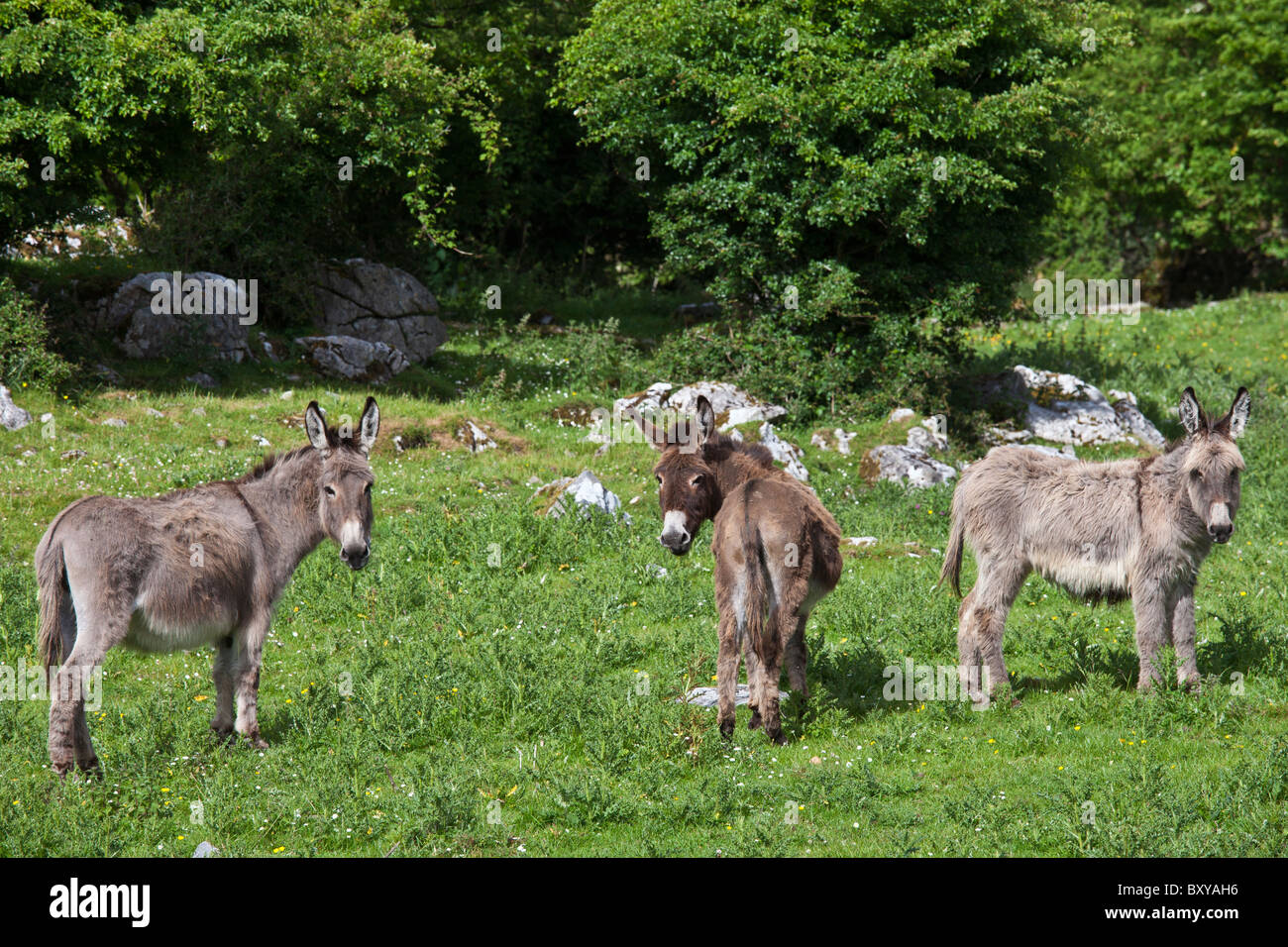 Traditionelle irische braune und graue Esel in The Burren, County Clare, Irland Stockfoto