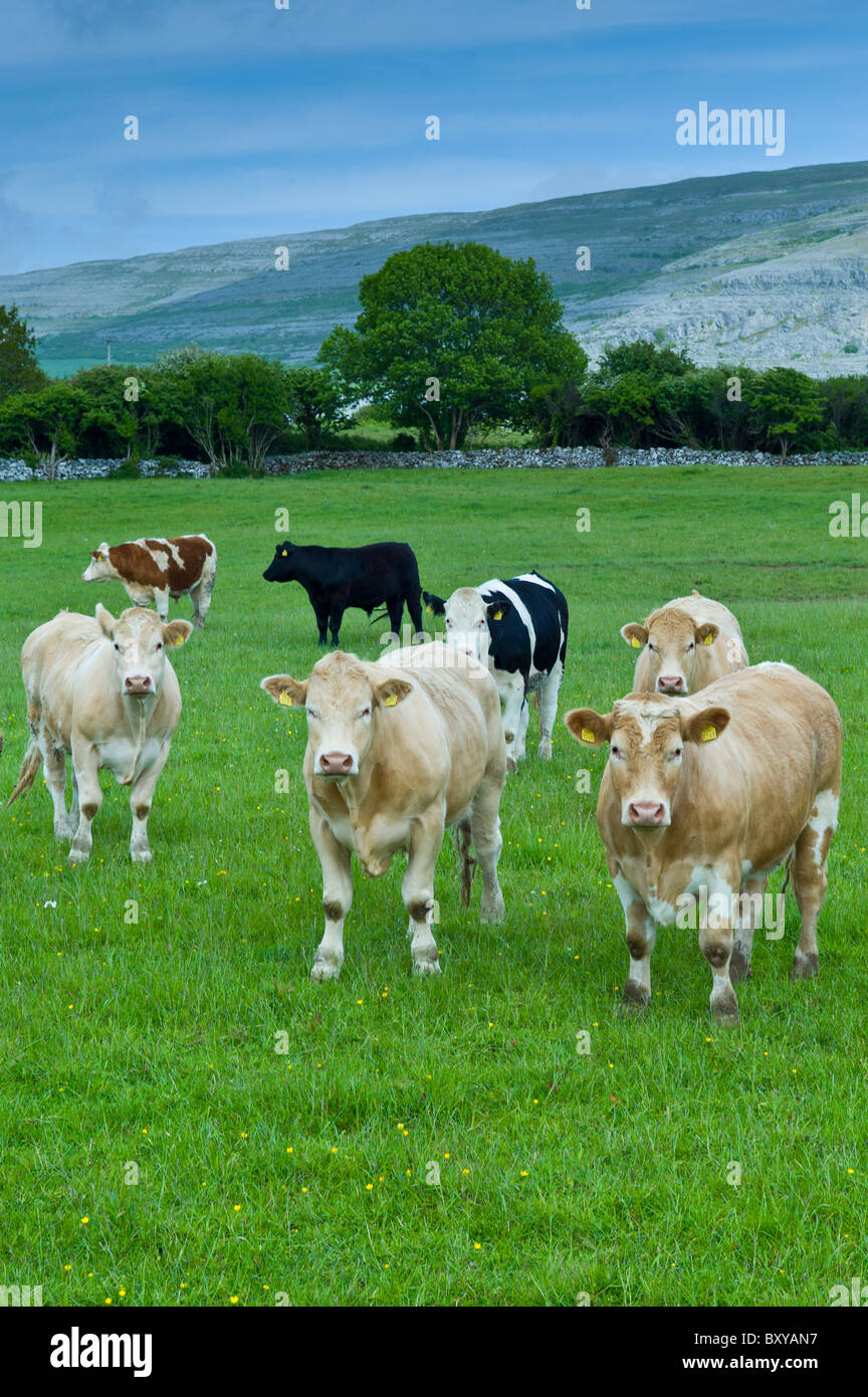 Rinder mit Karstlandschaft Burren hinter, County Clare, westlich von Irland Stockfoto
