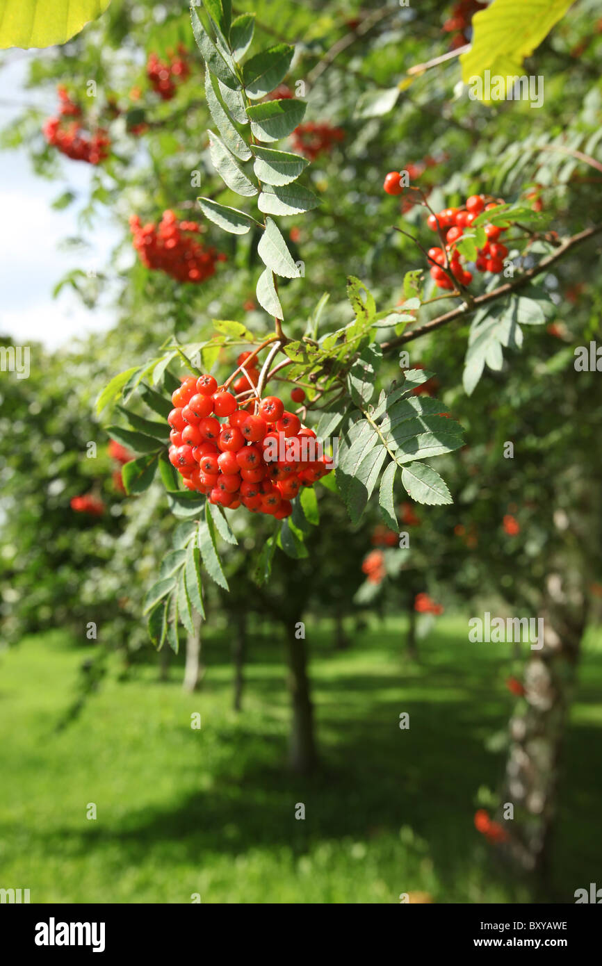 Die Quinta Arboretum, England. Sommer auf Sorbus Aucuparia mit roten Beeren innerhalb der großen Allee der Quinta Arboretum. Stockfoto