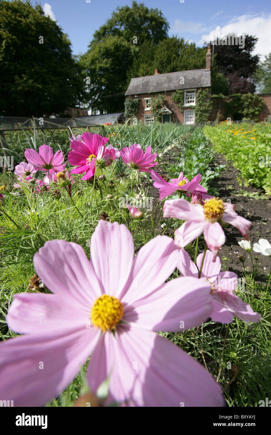 Rode Hall Country House and Gardens. Die ummauerte Gemüsegarten mit der