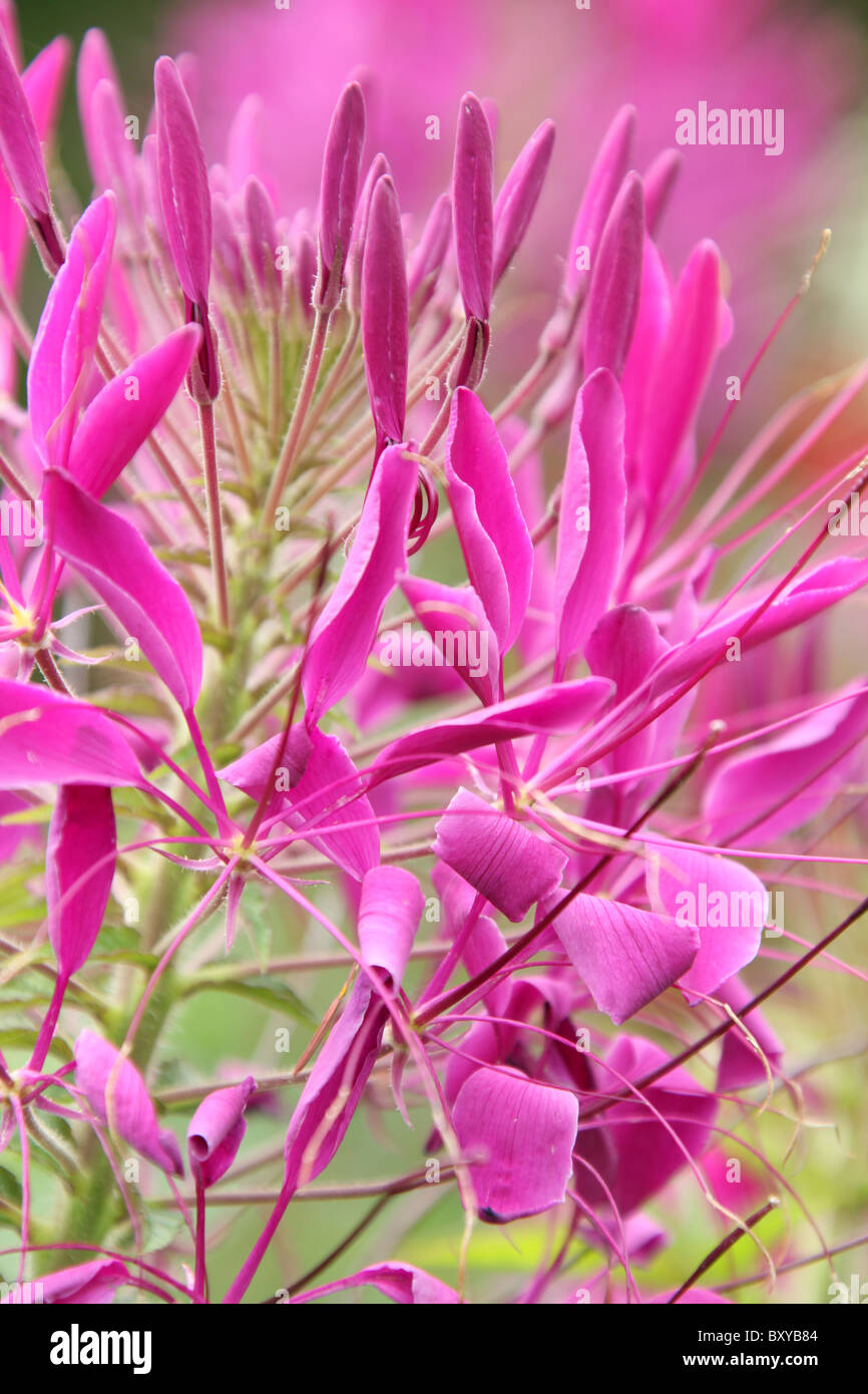 Abbeywood Garten, Cheshire. Nahaufnahme Sommer von einem rosa Cleome innerhalb Abbeywood tropischen Garten. Stockfoto