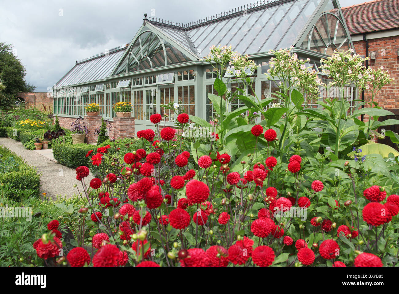 Abbeywood Garten, Cheshire. Sommer auf roten Pom Pom Dahlien in voller Blüte innerhalb Abbeywood tropischen Garten. Stockfoto