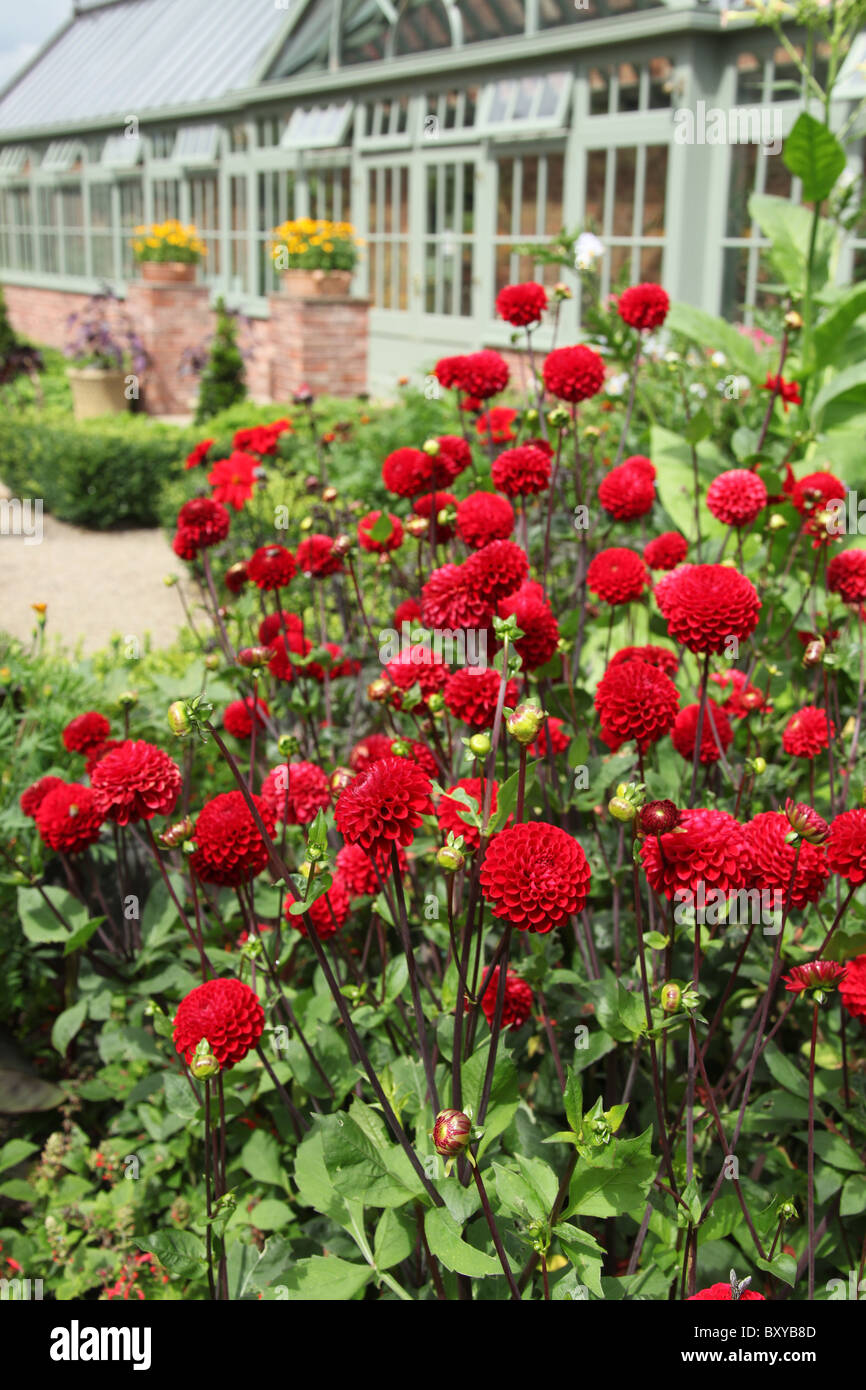 Abbeywood Garten, Cheshire. Sommer auf roten Pom Pom Dahlien in voller Blüte innerhalb Abbeywood tropischen Garten. Stockfoto