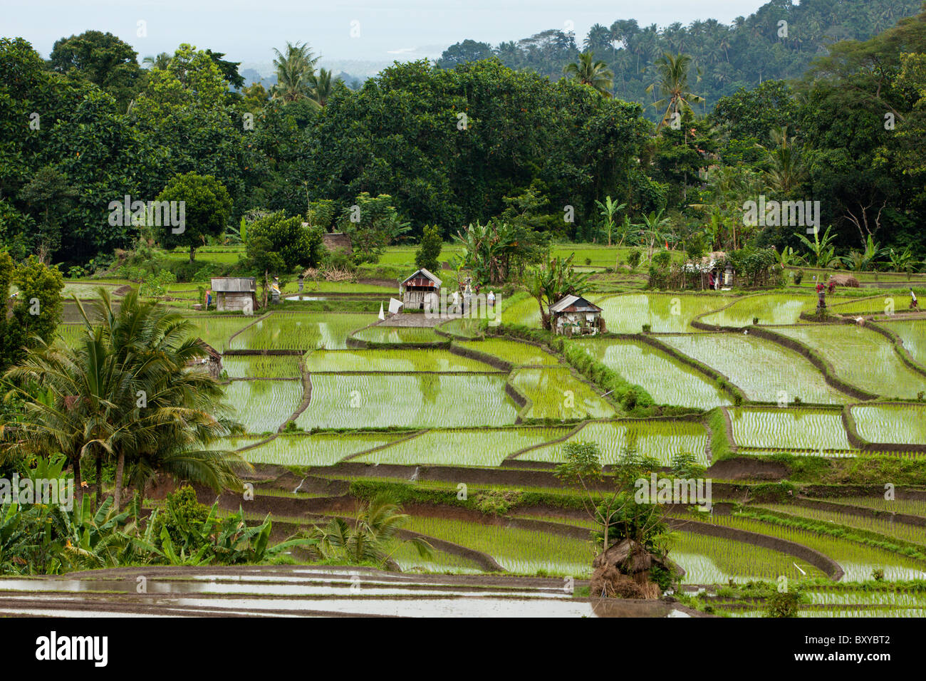 Reisfelder auf Bali, Oryza, Bali, Indonesien Stockfoto