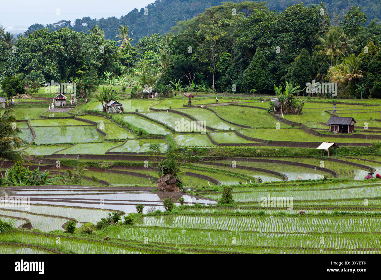 Reisfelder auf Bali, Oryza, Bali, Indonesien Stockfoto