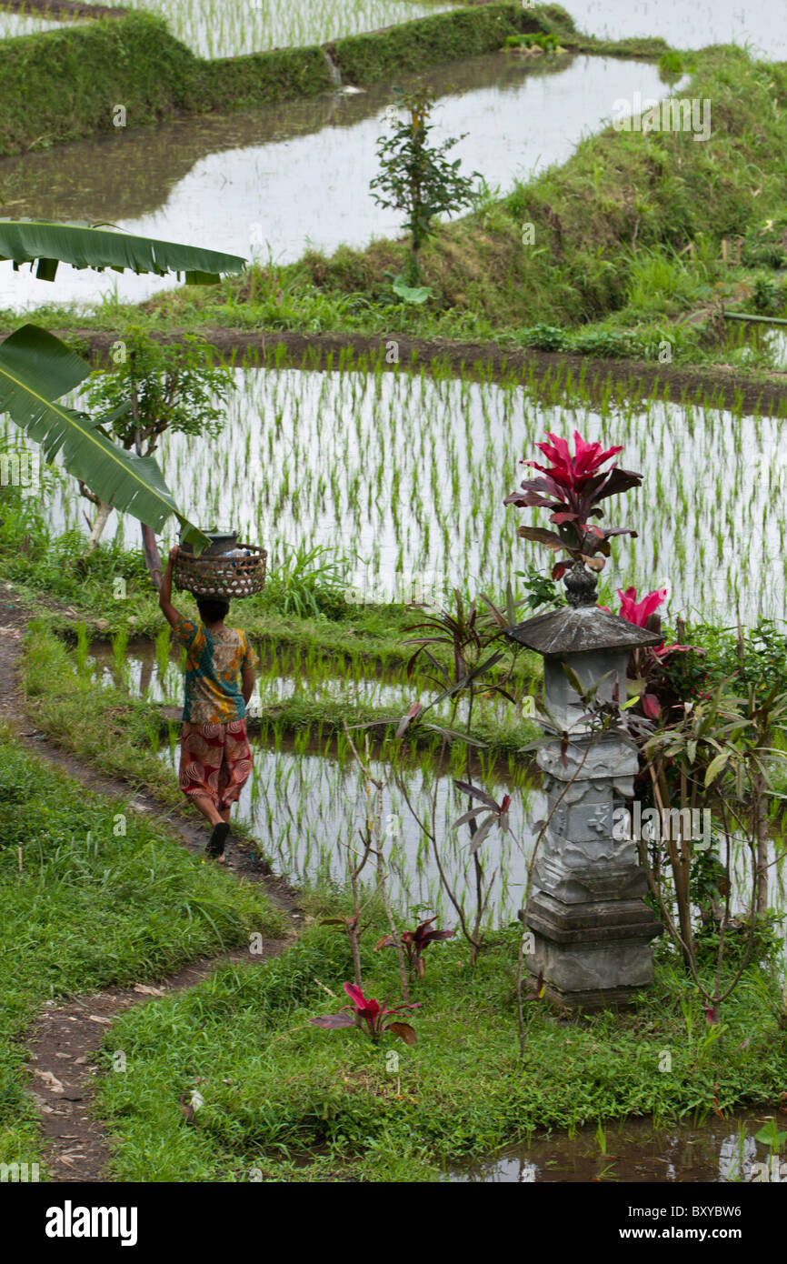 Reisfelder auf Bali, Oryza, Bali, Indonesien Stockfoto