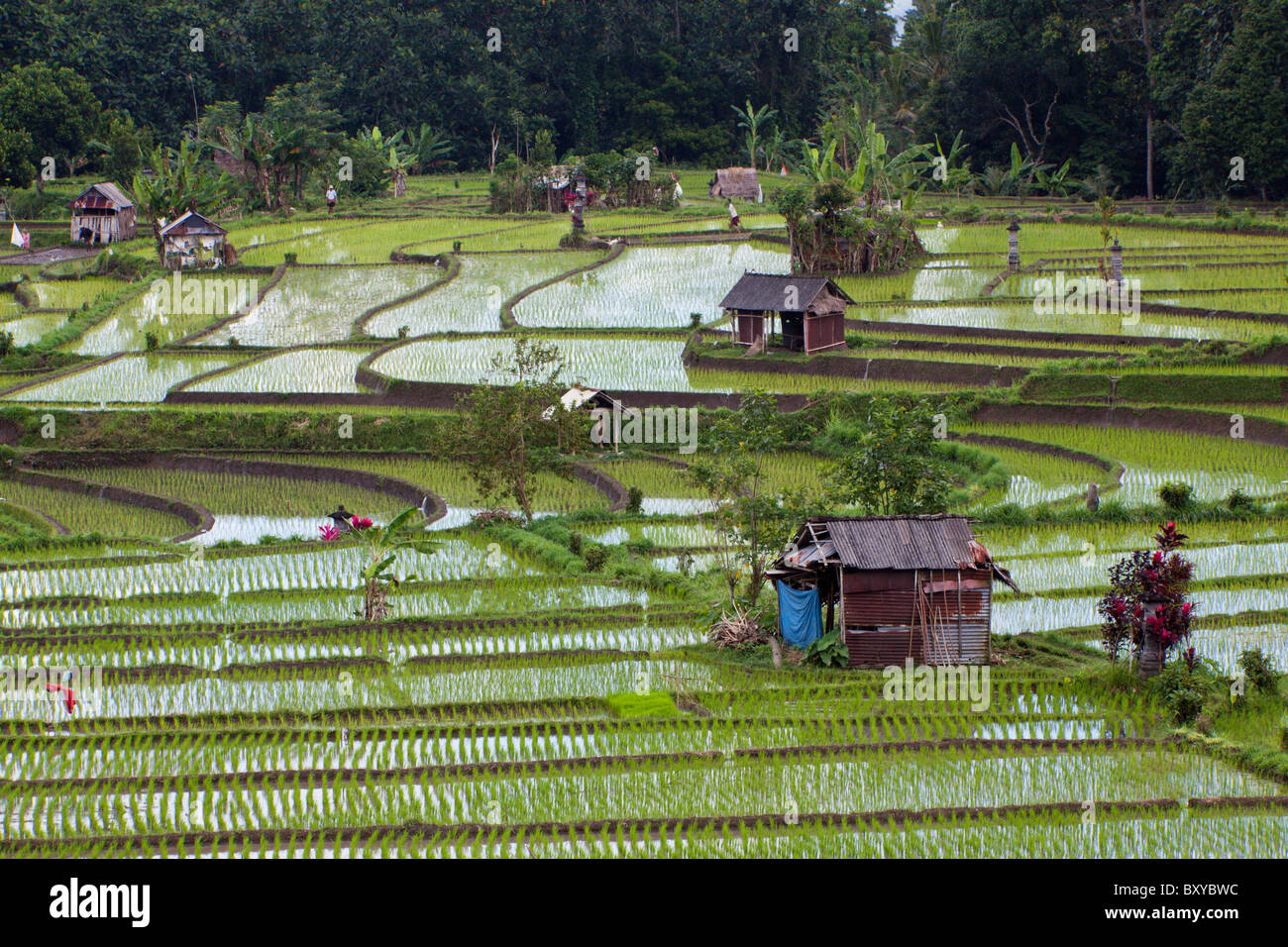 Reisfelder auf Bali, Oryza, Bali, Indonesien Stockfoto