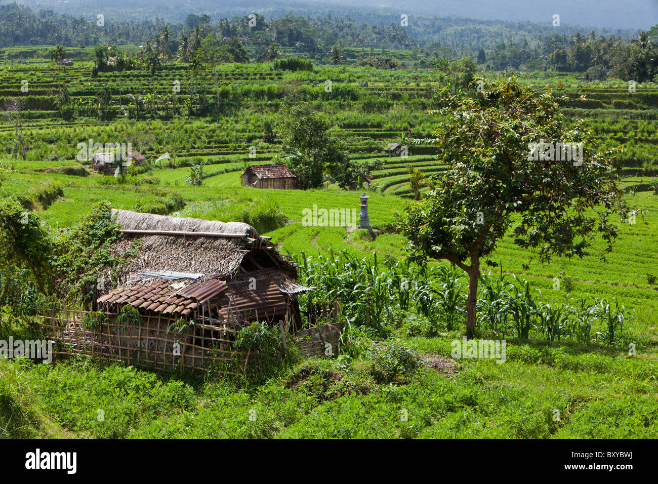 Klee-Felder auf Bali, Trifolium, Bali, Indonesien Stockfoto