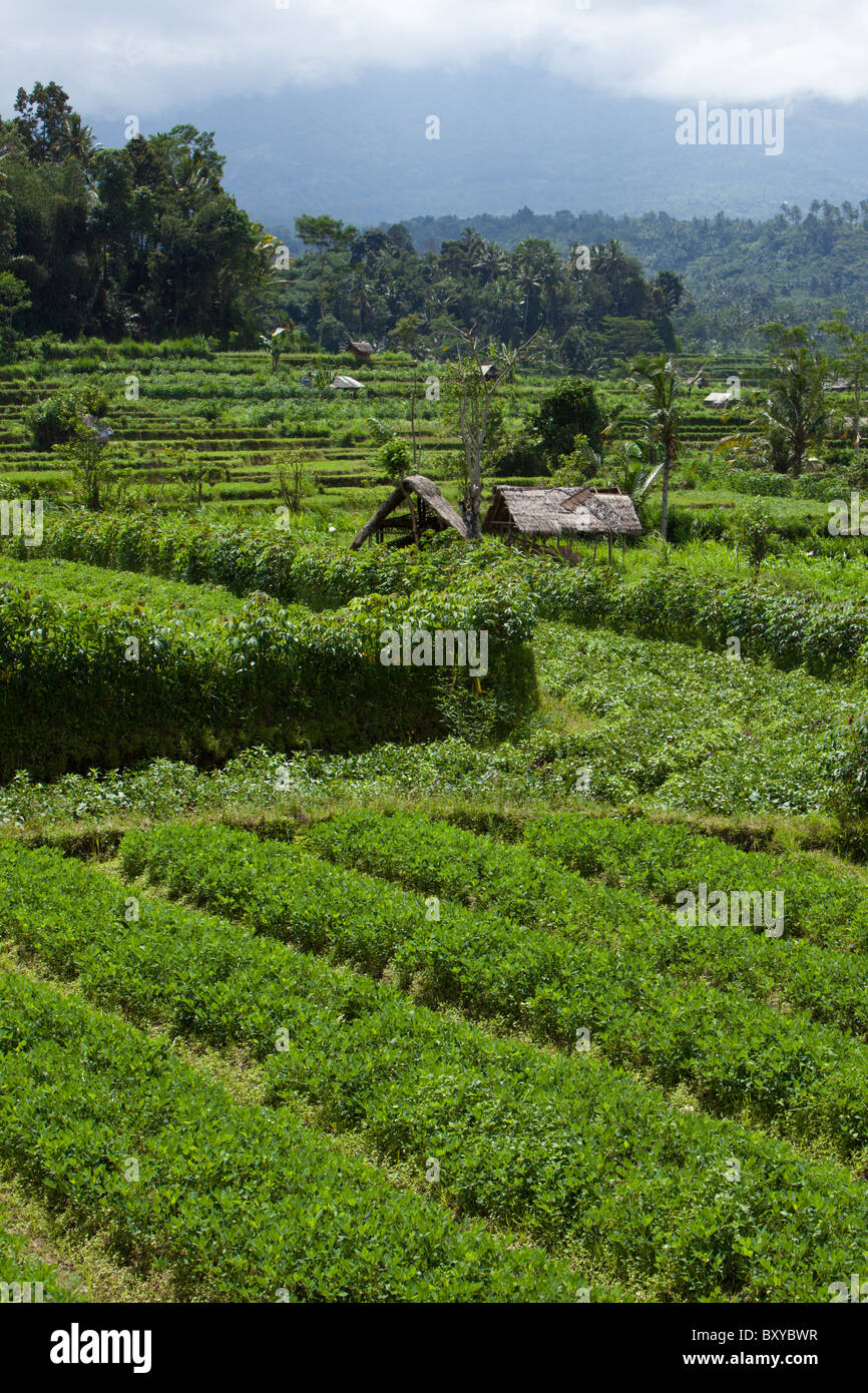Klee-Felder auf Bali, Trifolium, Bali, Indonesien Stockfoto